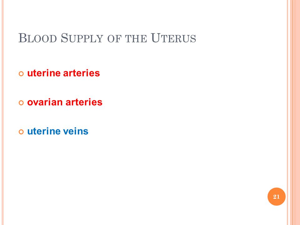 Blood Supply of the Uterus