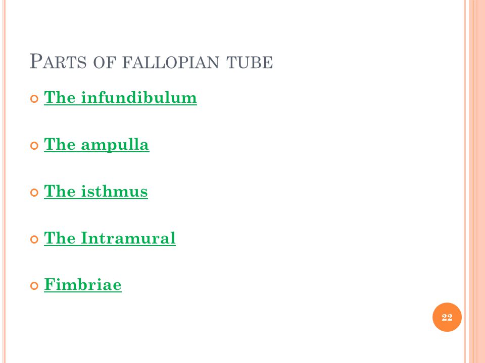 Parts of fallopian tube
