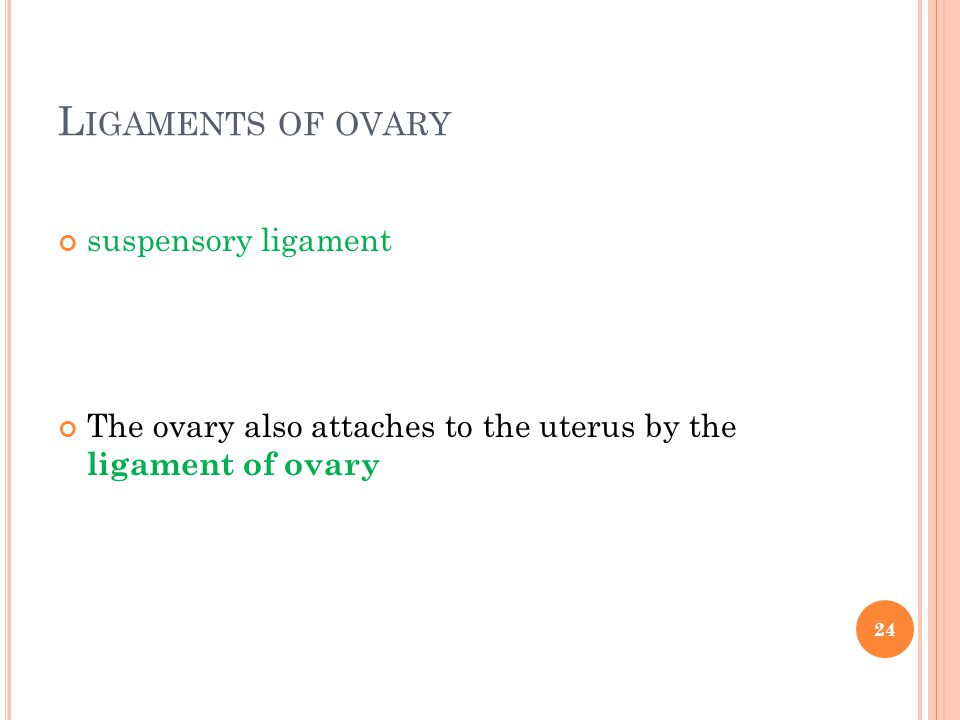 Ligaments of ovary suspensory ligament