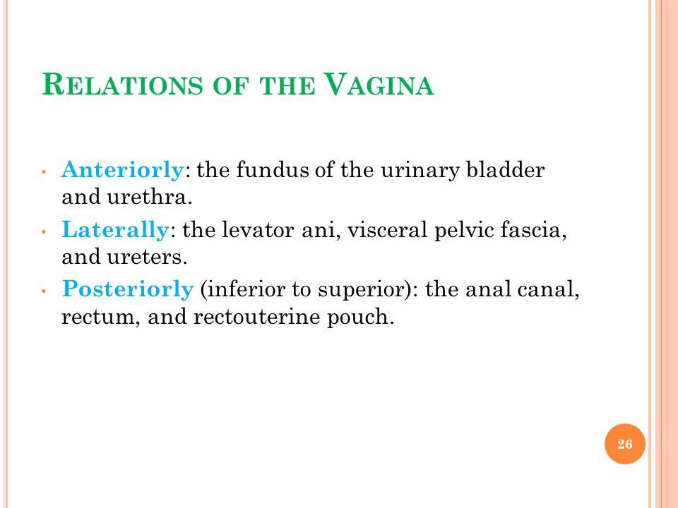 Relations of the Vagina