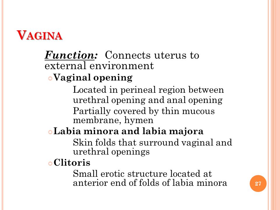 Vagina Function: Connects uterus to external environment