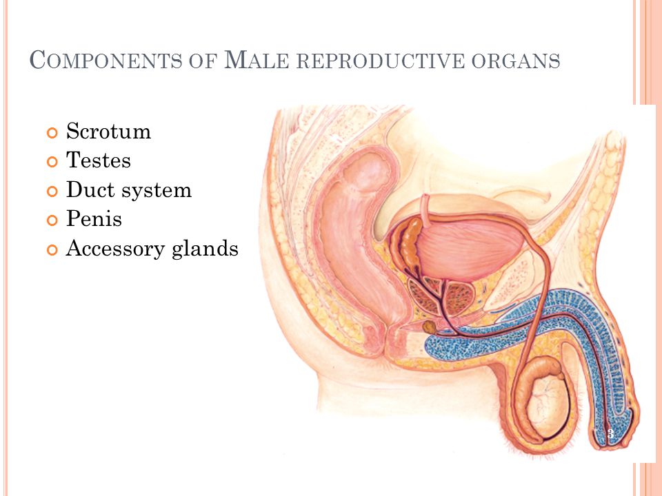 Components of Male reproductive organs