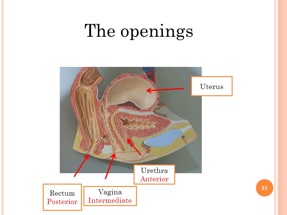 The openings Uterus Urethra Anterior Rectum Vagina Posterior