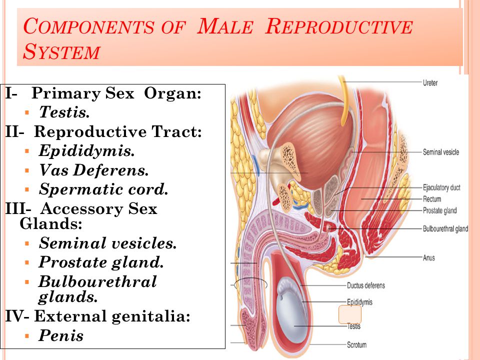 Components of Male Reproductive System