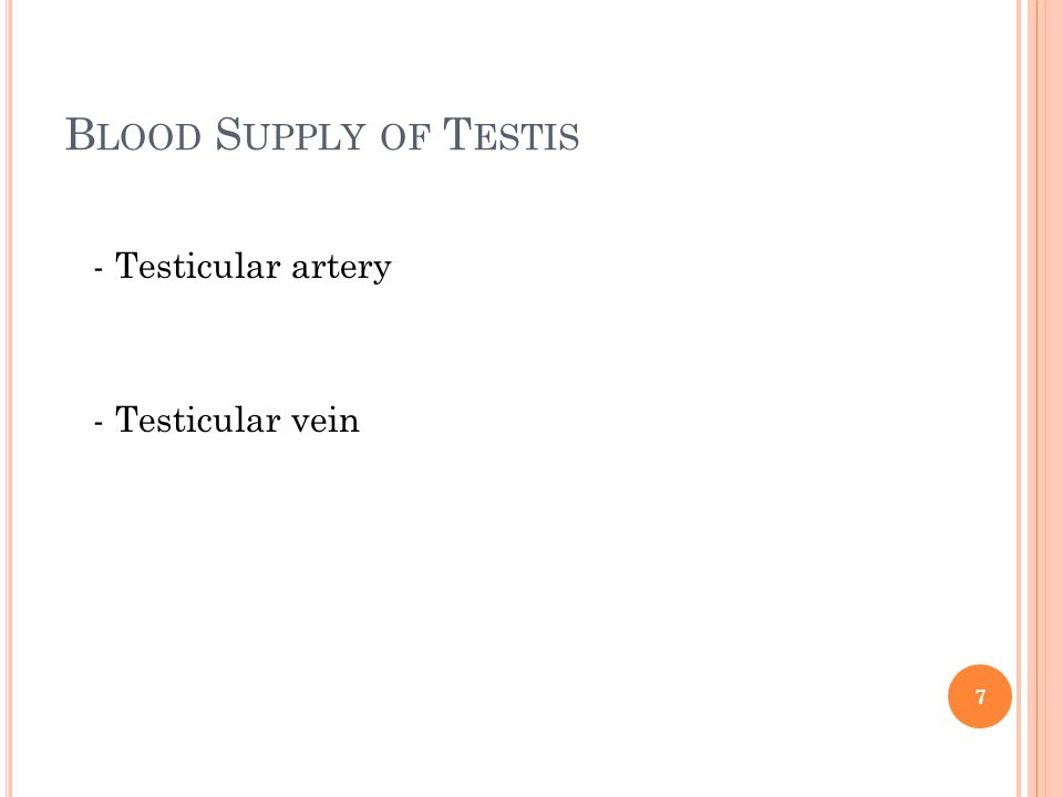 Blood Supply of Testis - Testicular artery - Testicular vein