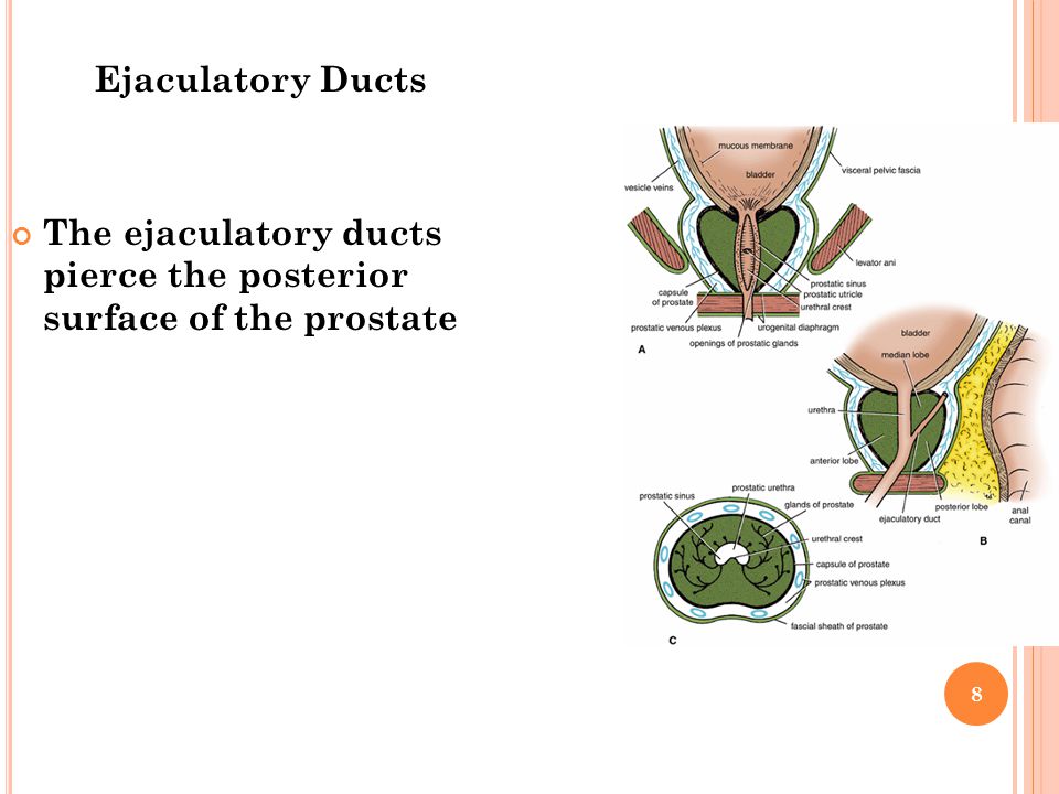 Ejaculatory Ducts The ejaculatory ducts pierce the posterior surface of the prostate