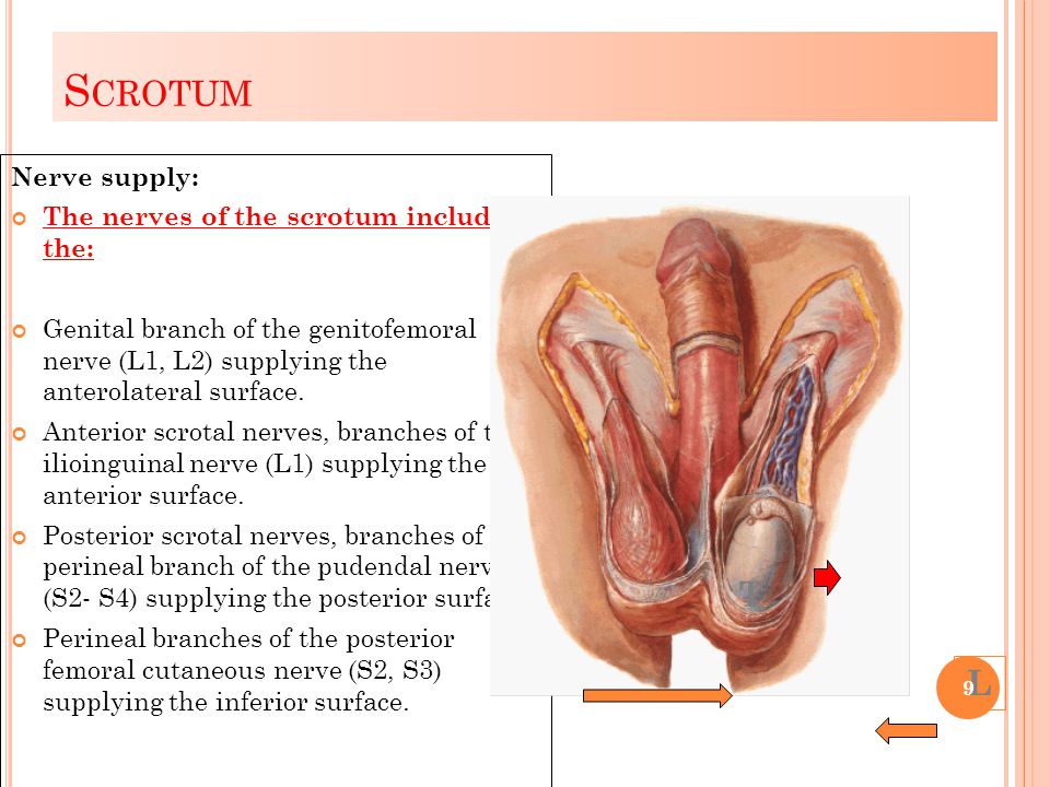 Scrotum T L Nerve supply: The nerves of the scrotum include the: