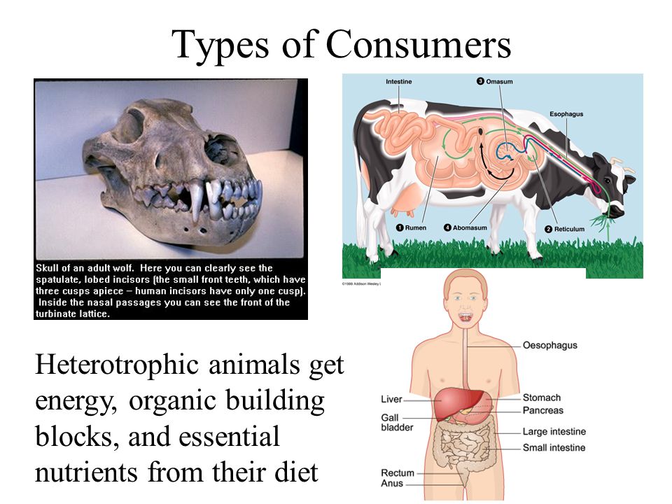 Animal Nutrition Chapter ppt download
