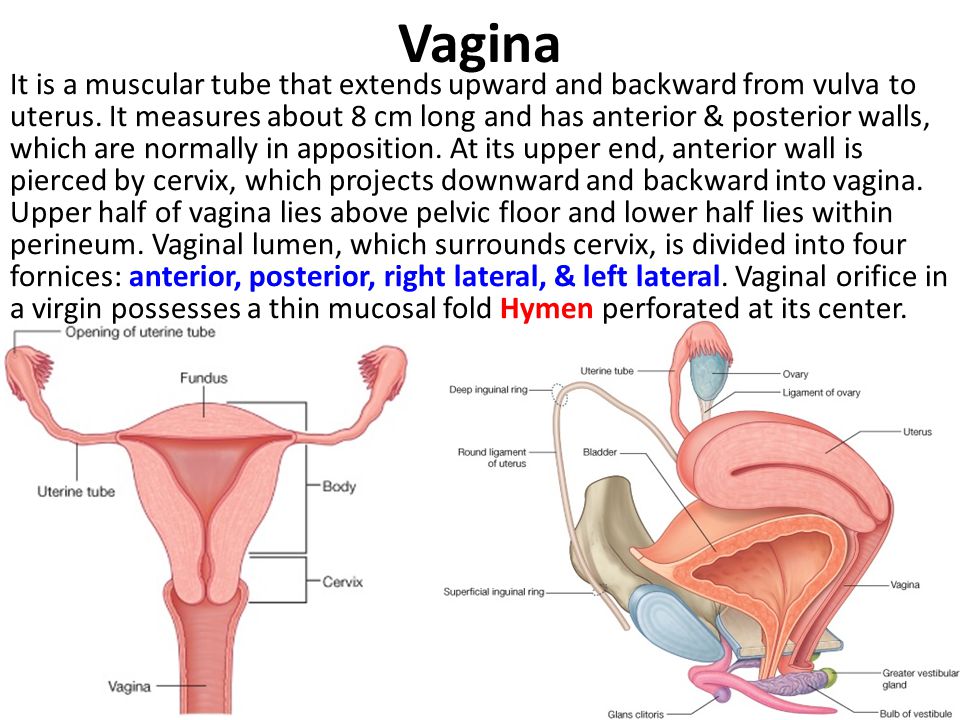 Quantitative Assessment And Interpretation Of Vaginal Conditions