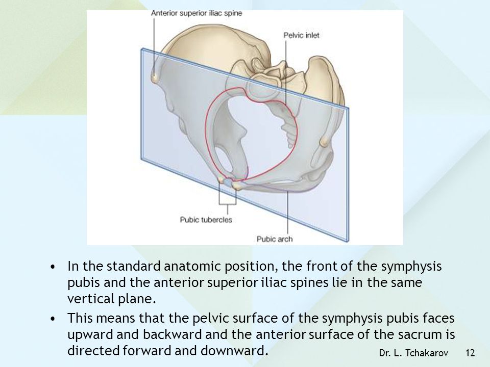 In the standard anatomic position, the front of the symphysis pubis and the anterior superior iliac spines lie in the same vertical plane.