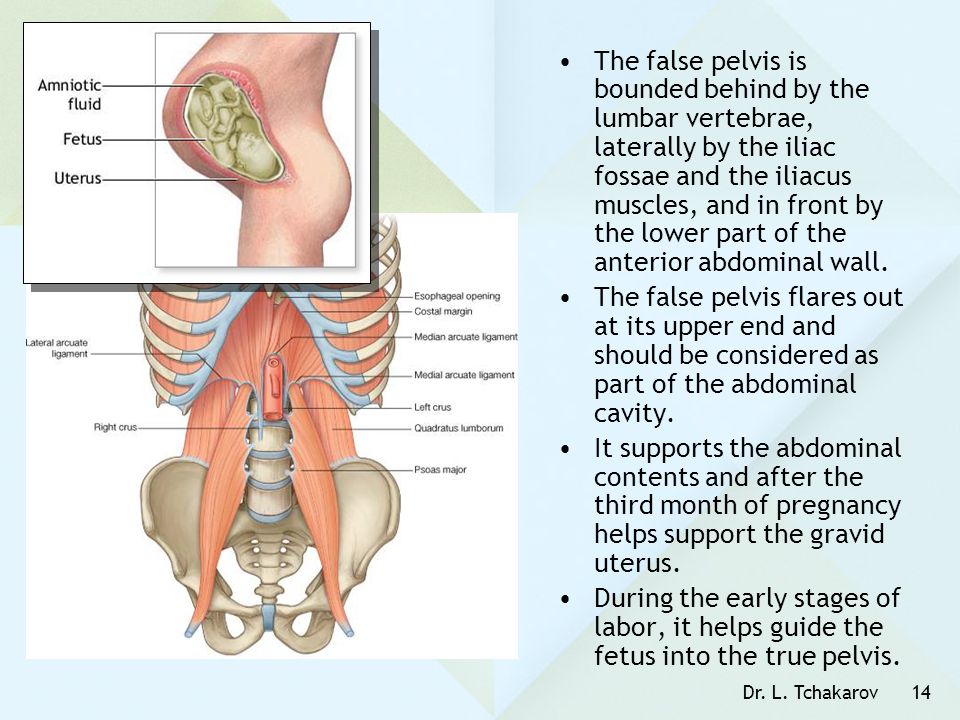 The false pelvis is bounded behind by the lumbar vertebrae, laterally by the iliac fossae and the iliacus muscles, and in front by the lower part of the anterior abdominal wall.