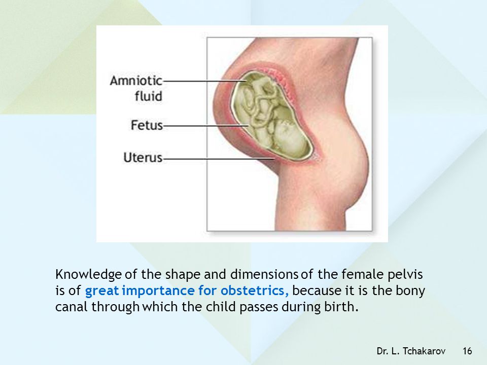 Knowledge of the shape and dimensions of the female pelvis is of great importance for obstetrics, because it is the bony canal through which the child passes during birth.