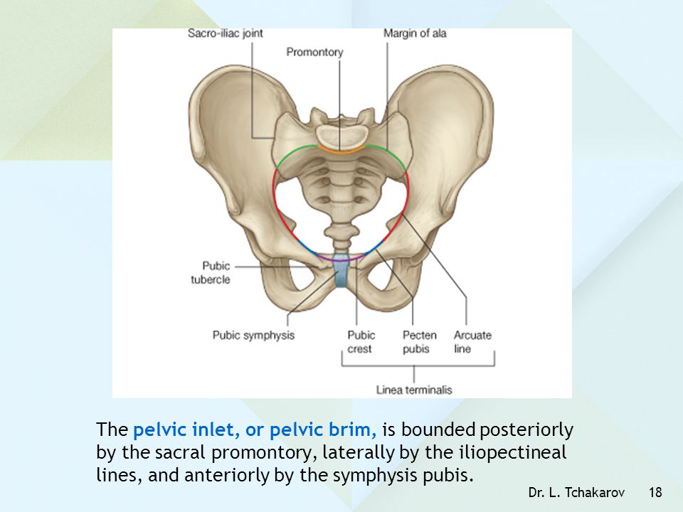 The pelvic inlet, or pelvic brim, is bounded posteriorly by the sacral promontory, laterally by the iliopectineal lines, and anteriorly by the symphysis pubis.