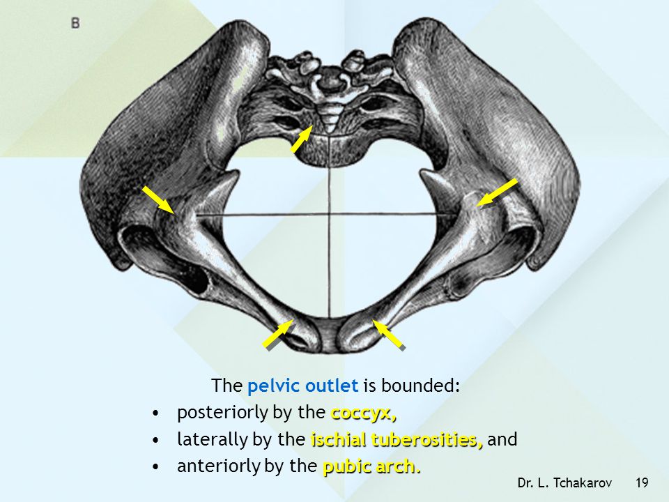 The pelvic outlet is bounded: