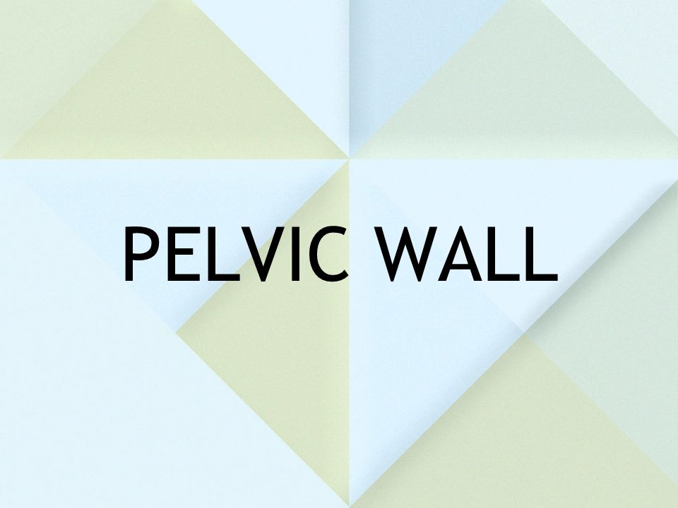 PELVIC WALL