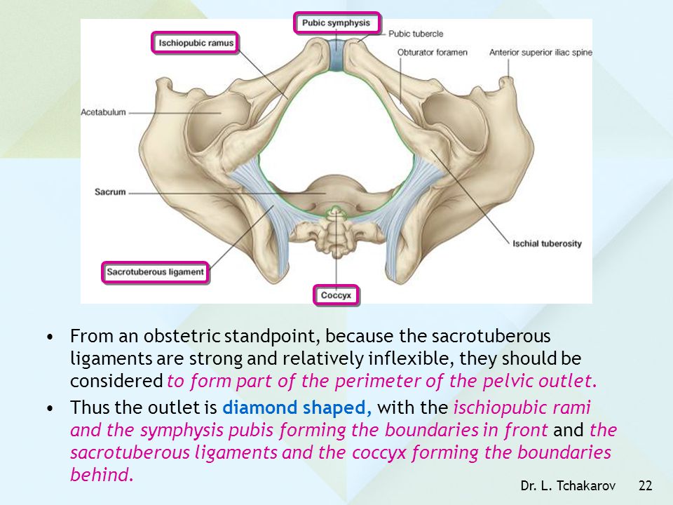 From an obstetric standpoint, because the sacrotuberous ligaments are strong and relatively inflexible, they should be considered to form part of the perimeter of the pelvic outlet.