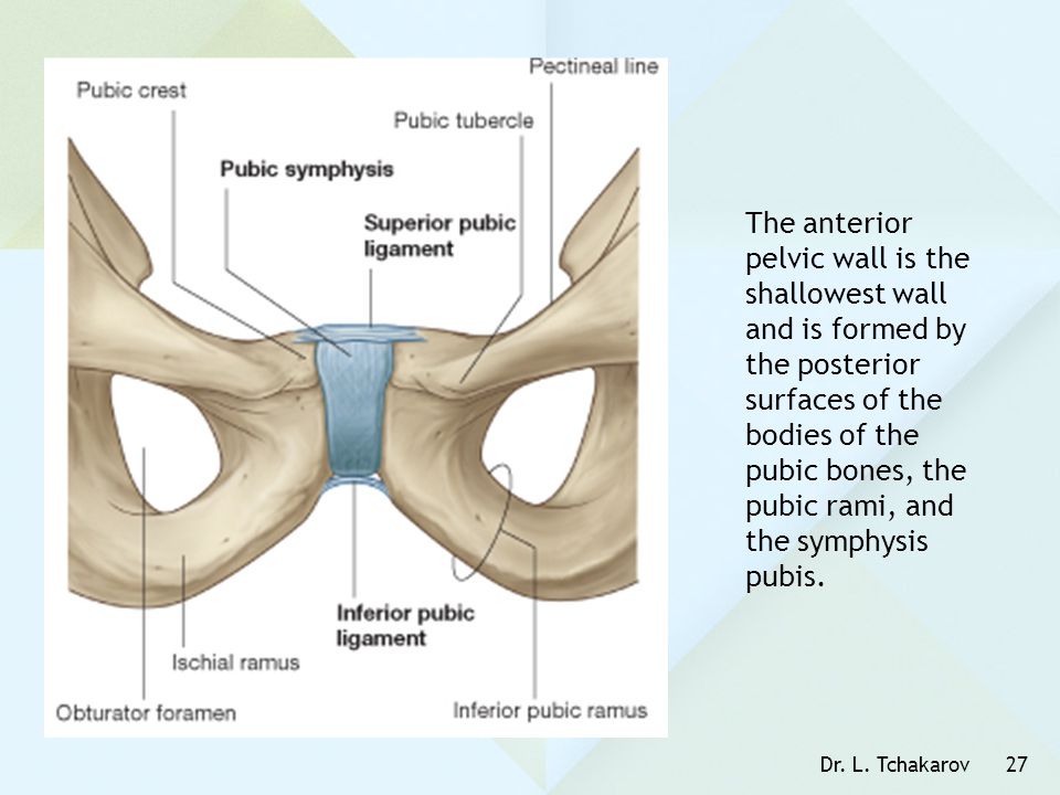 The anterior pelvic wall is the shallowest wall and is formed by the posterior surfaces of the bodies of the pubic bones, the pubic rami, and the symphysis pubis.
