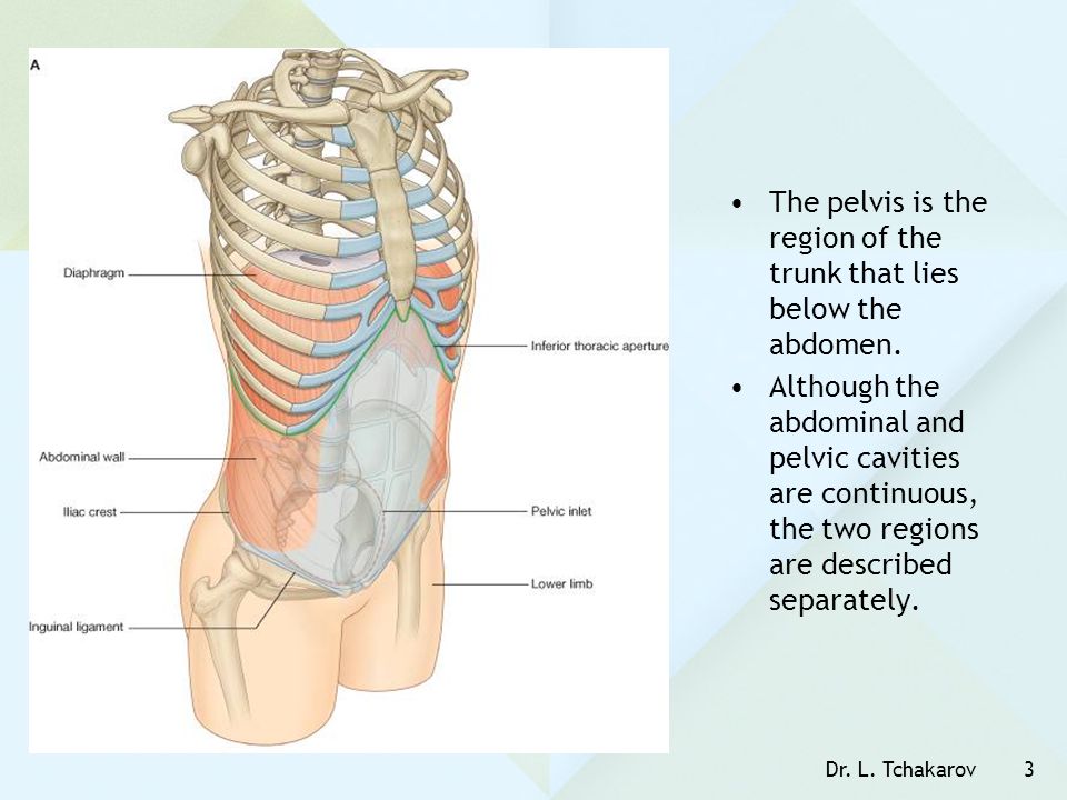 The pelvis is the region of the trunk that lies below the abdomen.