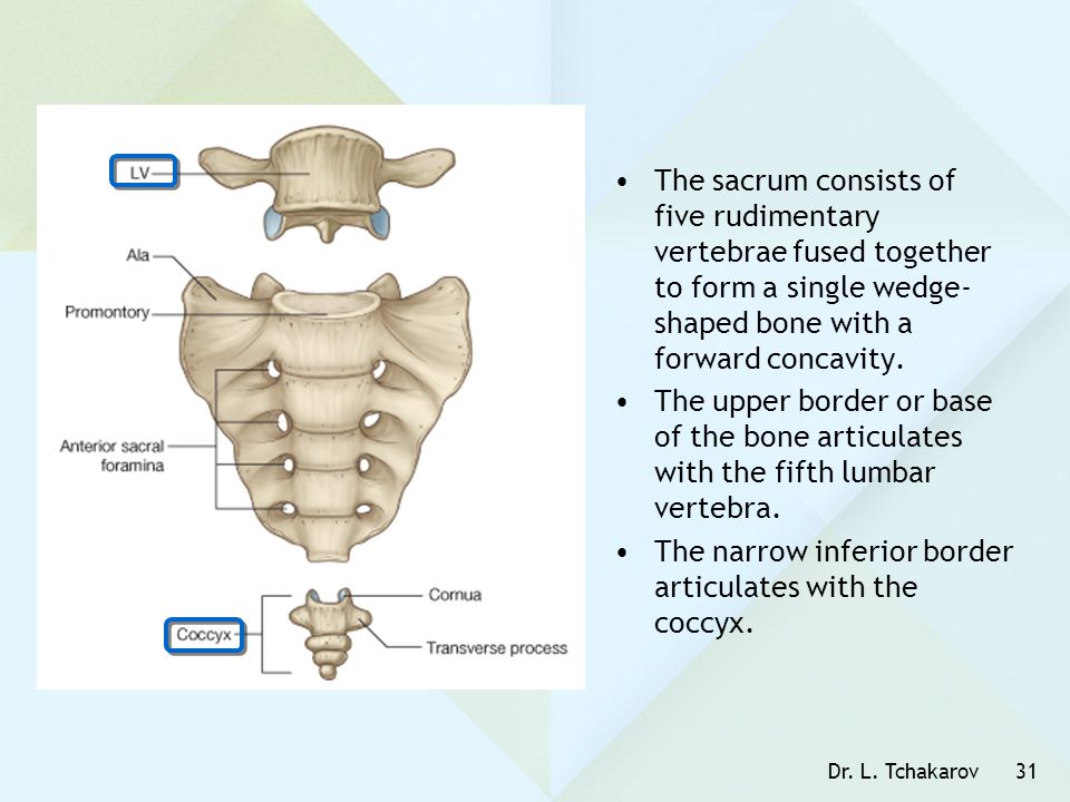 The narrow inferior border articulates with the coccyx.