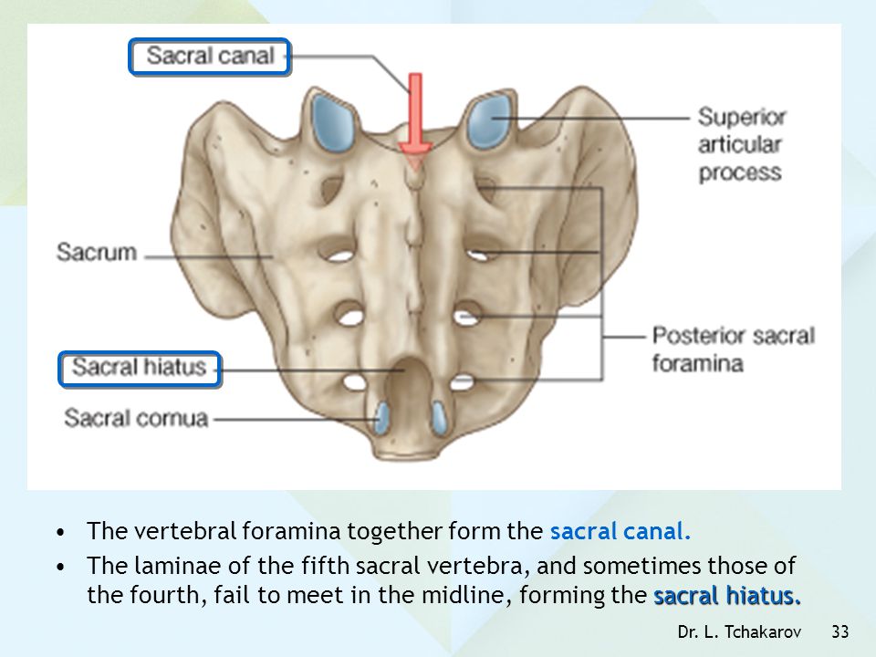 The vertebral foramina together form the sacral canal.