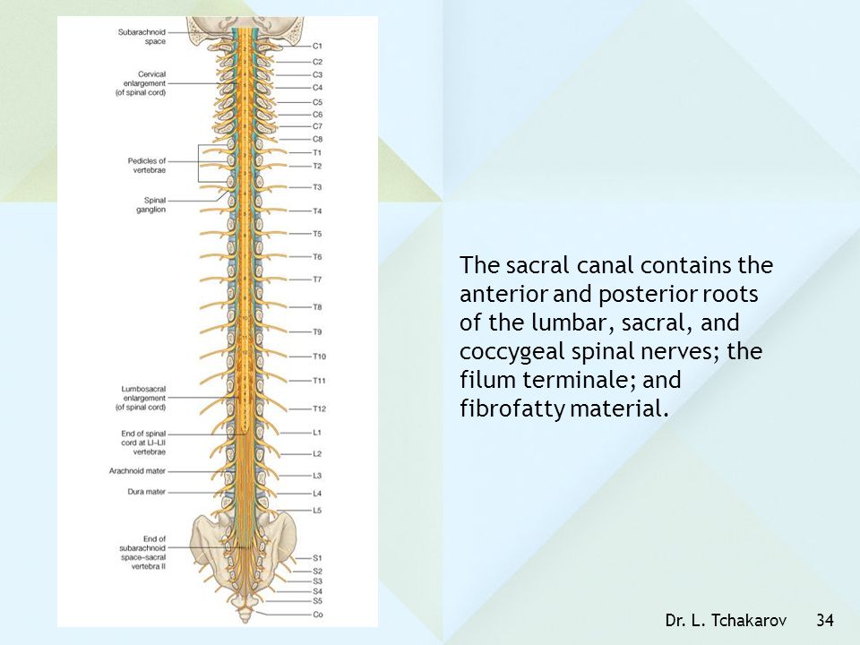 The sacral canal contains the anterior and posterior roots of the lumbar, sacral, and coccygeal spinal nerves; the filum terminale; and fibrofatty material.