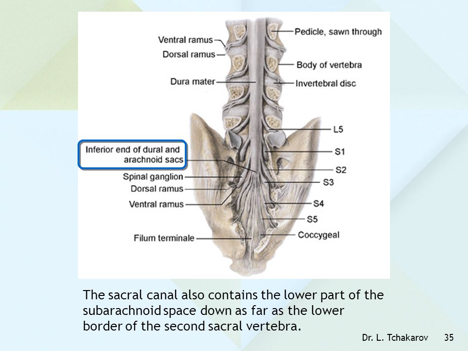 The sacral canal also contains the lower part of the subarachnoid space down as far as the lower border of the second sacral vertebra.