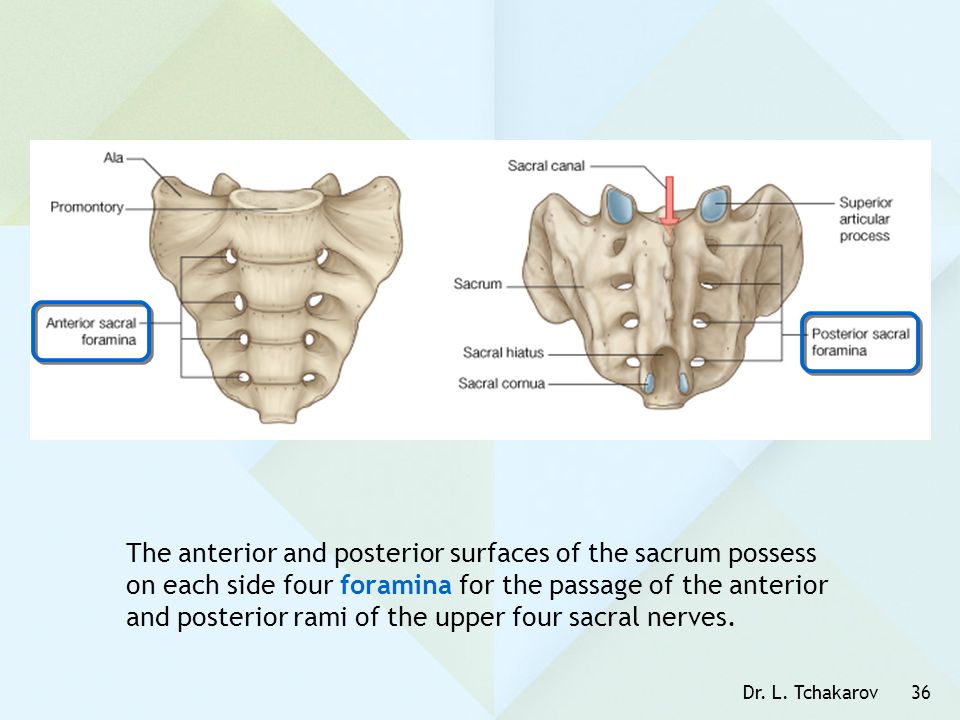 The anterior and posterior surfaces of the sacrum possess on each side four foramina for the passage of the anterior and posterior rami of the upper four sacral nerves.