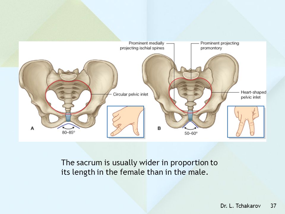 The sacrum is usually wider in proportion to its length in the female than in the male.