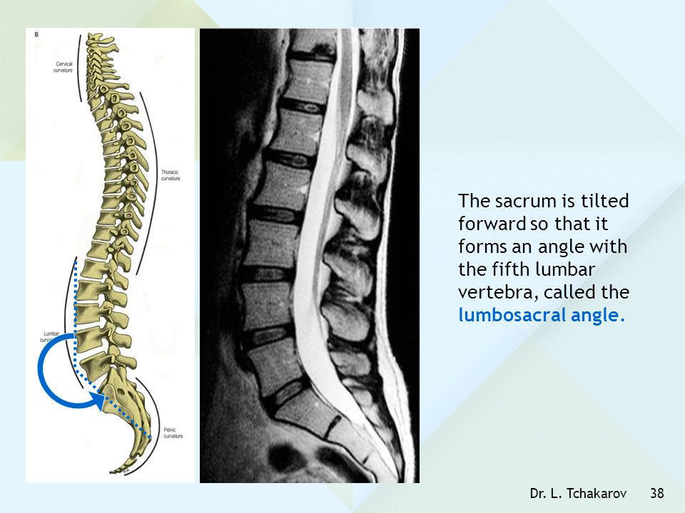 The sacrum is tilted forward so that it forms an angle with the fifth lumbar vertebra, called the lumbosacral angle.