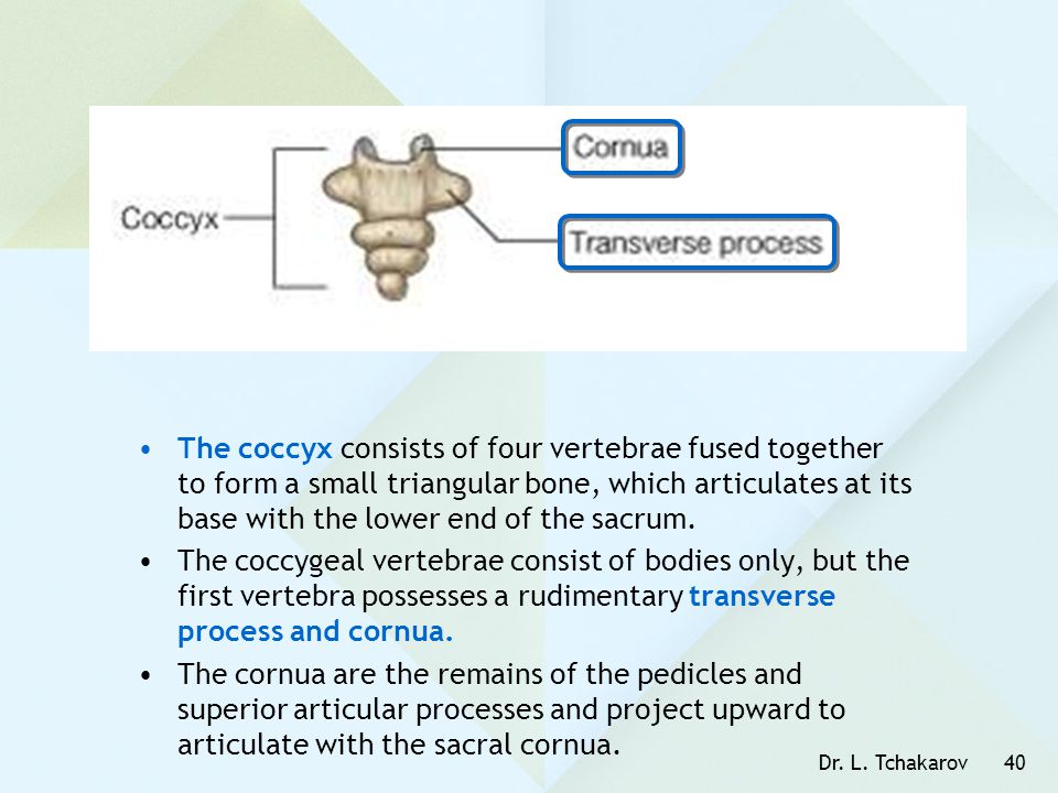 The coccyx consists of four vertebrae fused together to form a small triangular bone, which articulates at its base with the lower end of the sacrum.