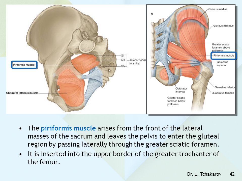 The piriformis muscle arises from the front of the lateral masses of the sacrum and leaves the pelvis to enter the gluteal region by passing laterally through the greater sciatic foramen.