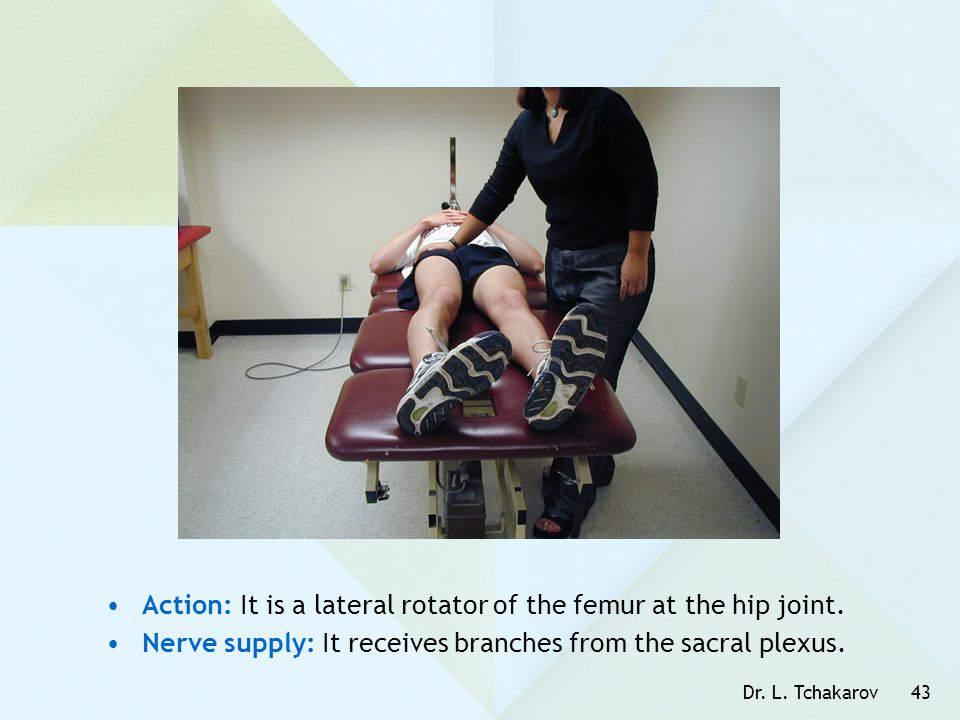 Action: It is a lateral rotator of the femur at the hip joint.
