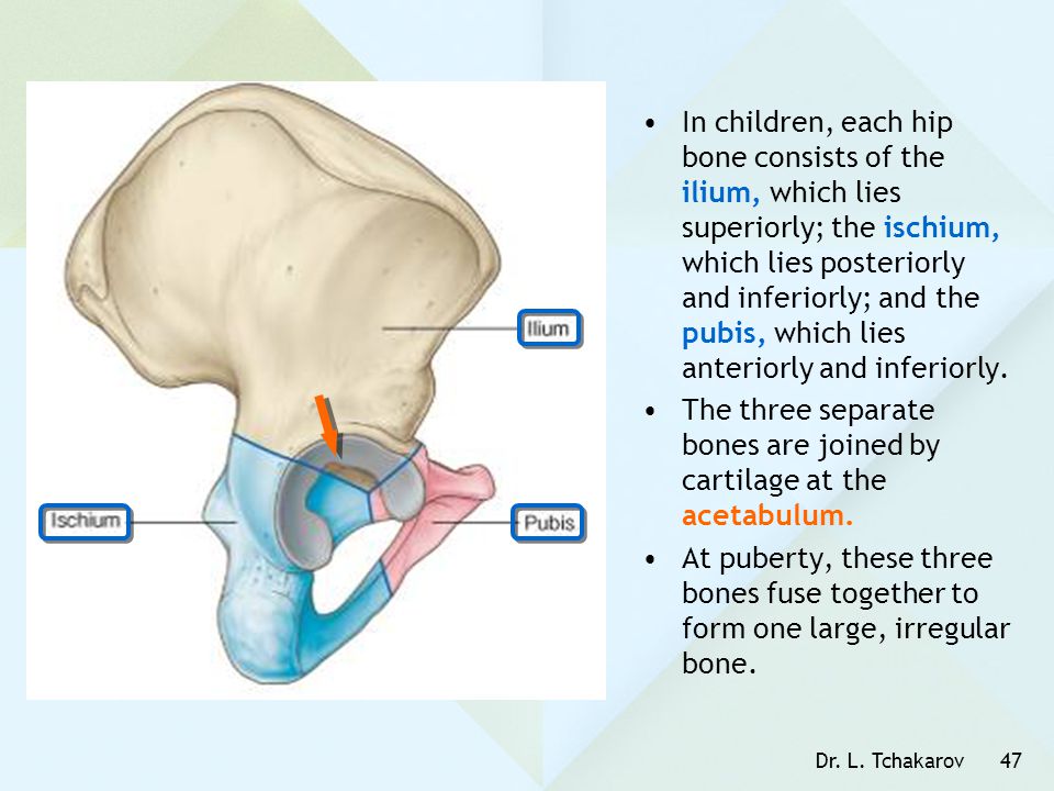 The three separate bones are joined by cartilage at the acetabulum.