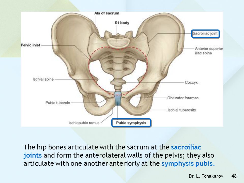 The hip bones articulate with the sacrum at the sacroiliac joints and form the anterolateral walls of the pelvis; they also articulate with one another anteriorly at the symphysis pubis.