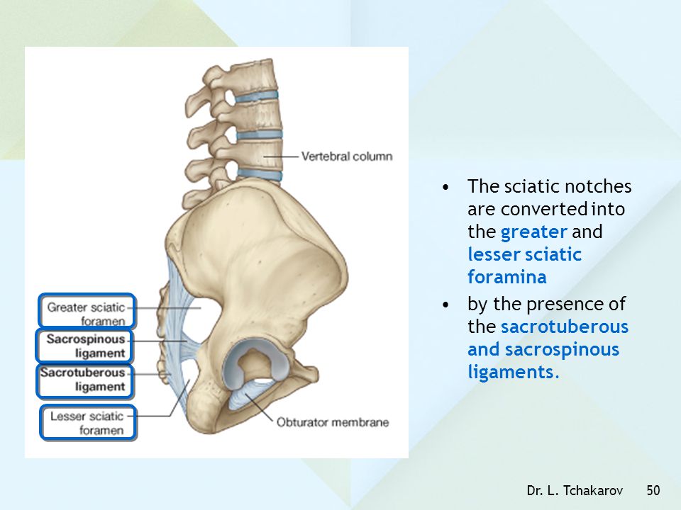 by the presence of the sacrotuberous and sacrospinous ligaments.
