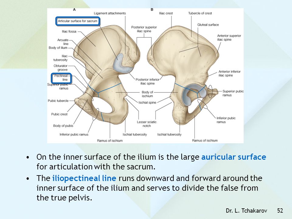 On the inner surface of the ilium is the large auricular surface for articulation with the sacrum.