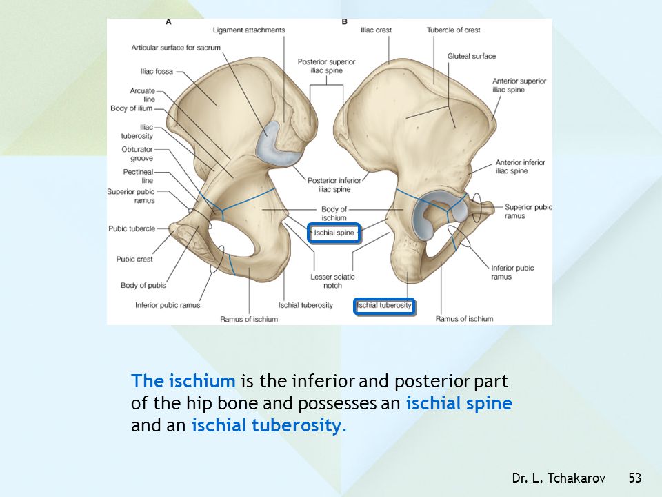 The ischium is the inferior and posterior part of the hip bone and possesses an ischial spine and an ischial tuberosity.