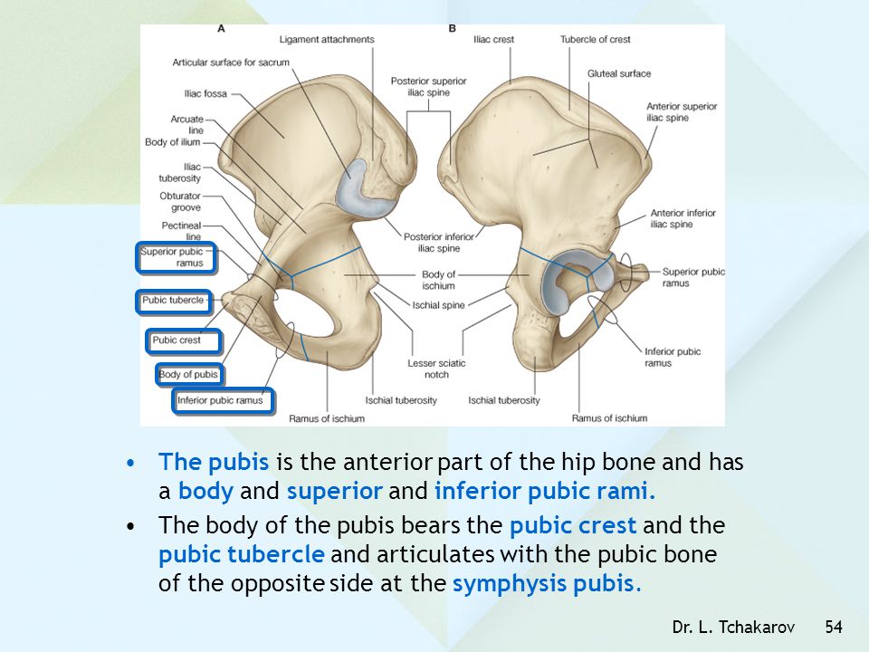The pubis is the anterior part of the hip bone and has a body and superior and inferior pubic rami.