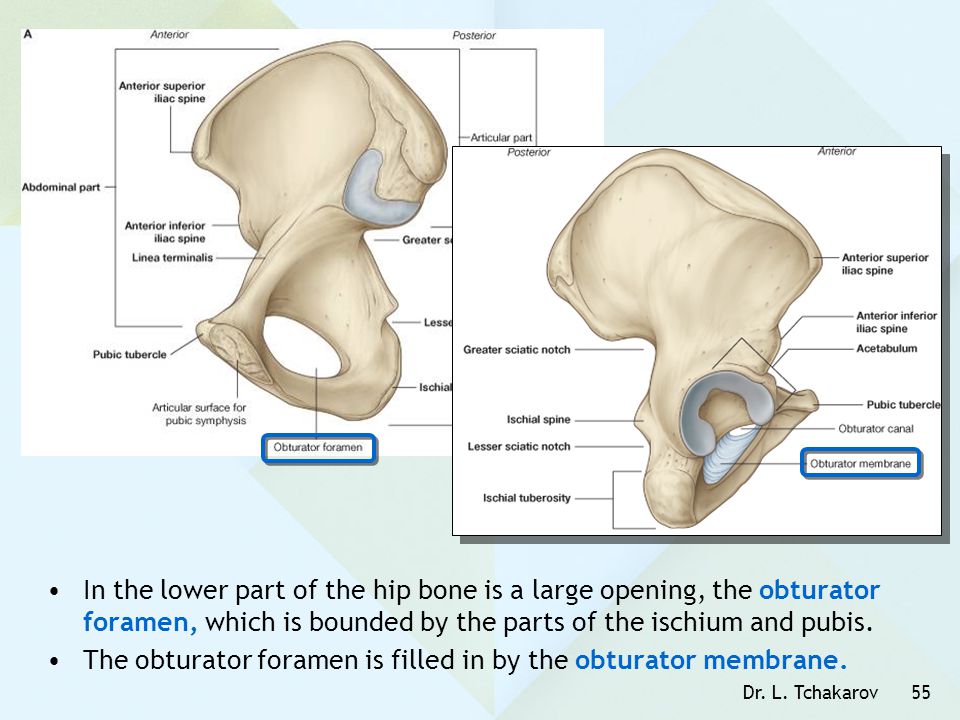 The obturator foramen is filled in by the obturator membrane.