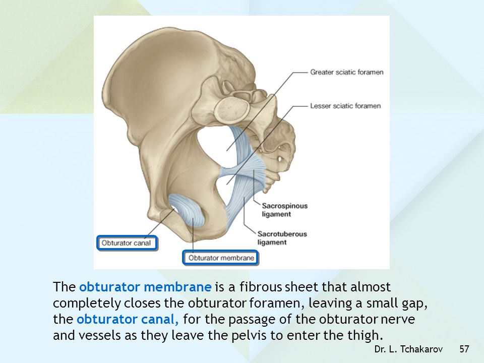 The obturator membrane is a fibrous sheet that almost completely closes the obturator foramen, leaving a small gap, the obturator canal, for the passage of the obturator nerve and vessels as they leave the pelvis to enter the thigh.