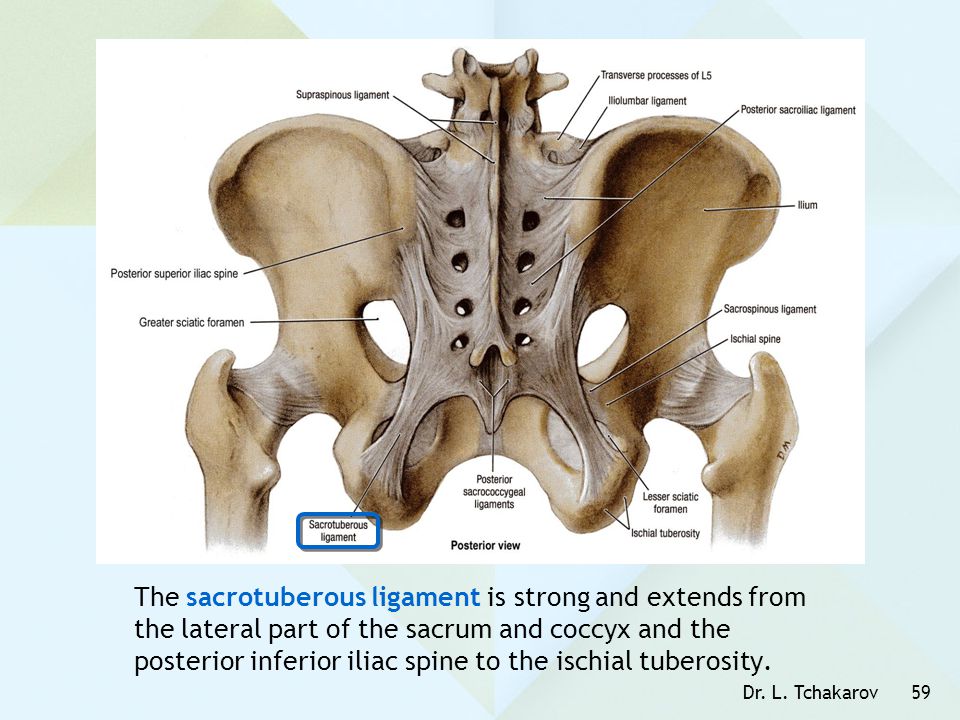 The sacrotuberous ligament is strong and extends from the lateral part of the sacrum and coccyx and the posterior inferior iliac spine to the ischial tuberosity.