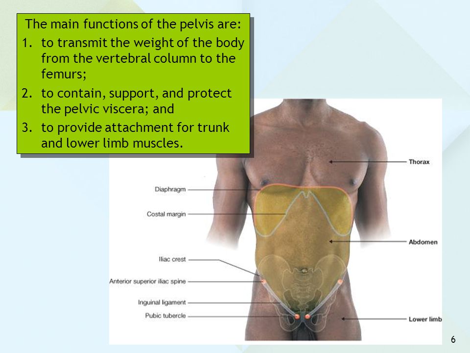 The main functions of the pelvis are: