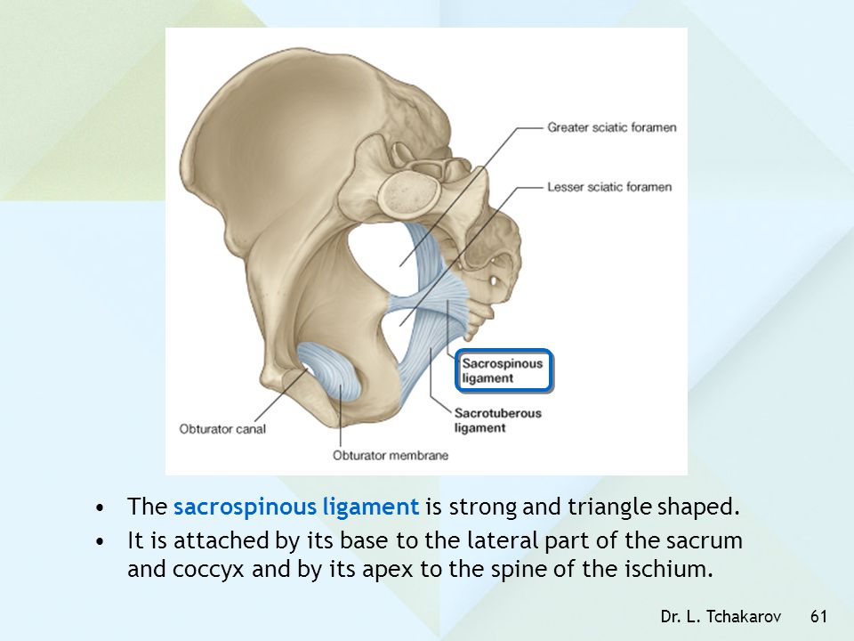 The sacrospinous ligament is strong and triangle shaped.