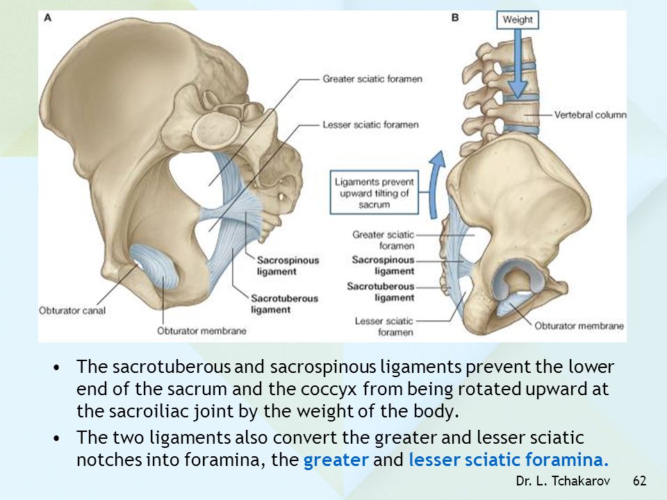 The sacrotuberous and sacrospinous ligaments prevent the lower end of the sacrum and the coccyx from being rotated upward at the sacroiliac joint by the weight of the body.