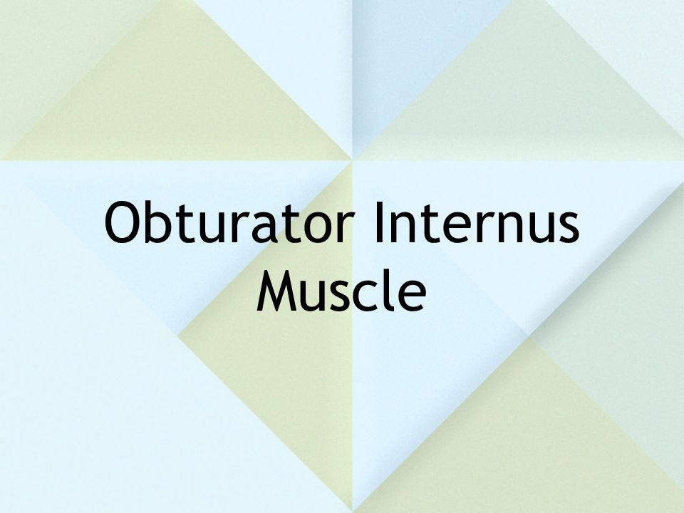 Obturator Internus Muscle