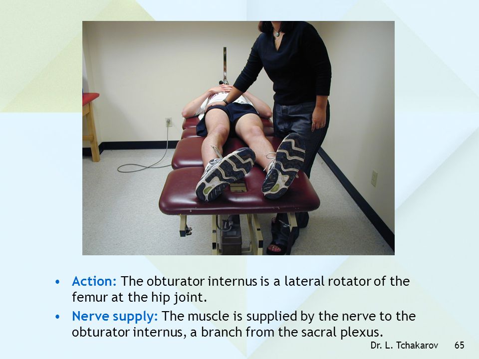 Action: The obturator internus is a lateral rotator of the femur at the hip joint.