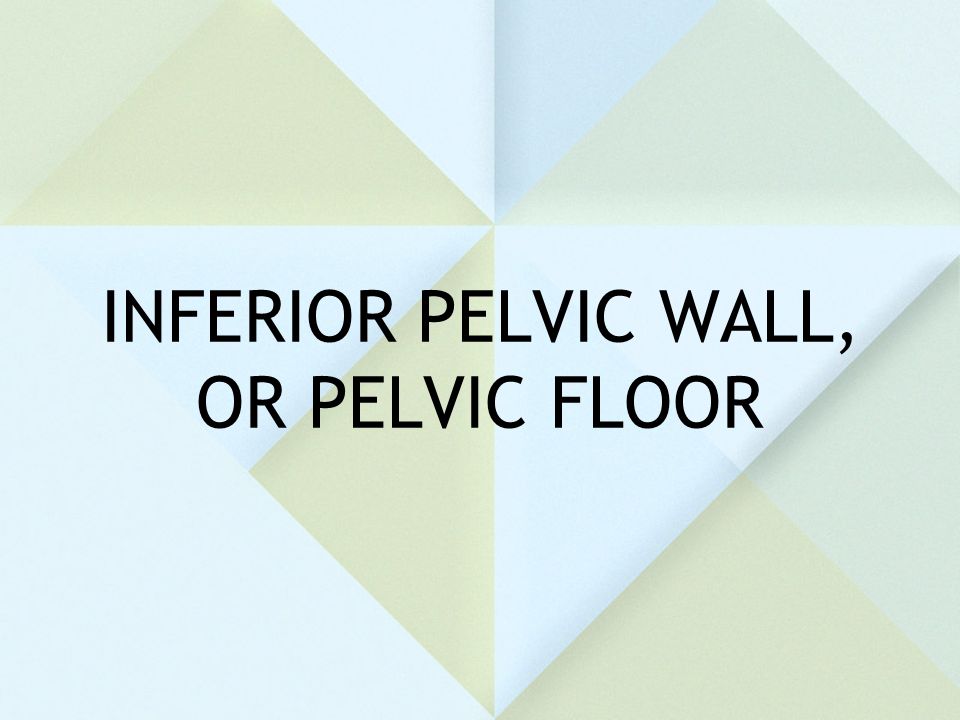 INFERIOR PELVIC WALL, OR PELVIC FLOOR