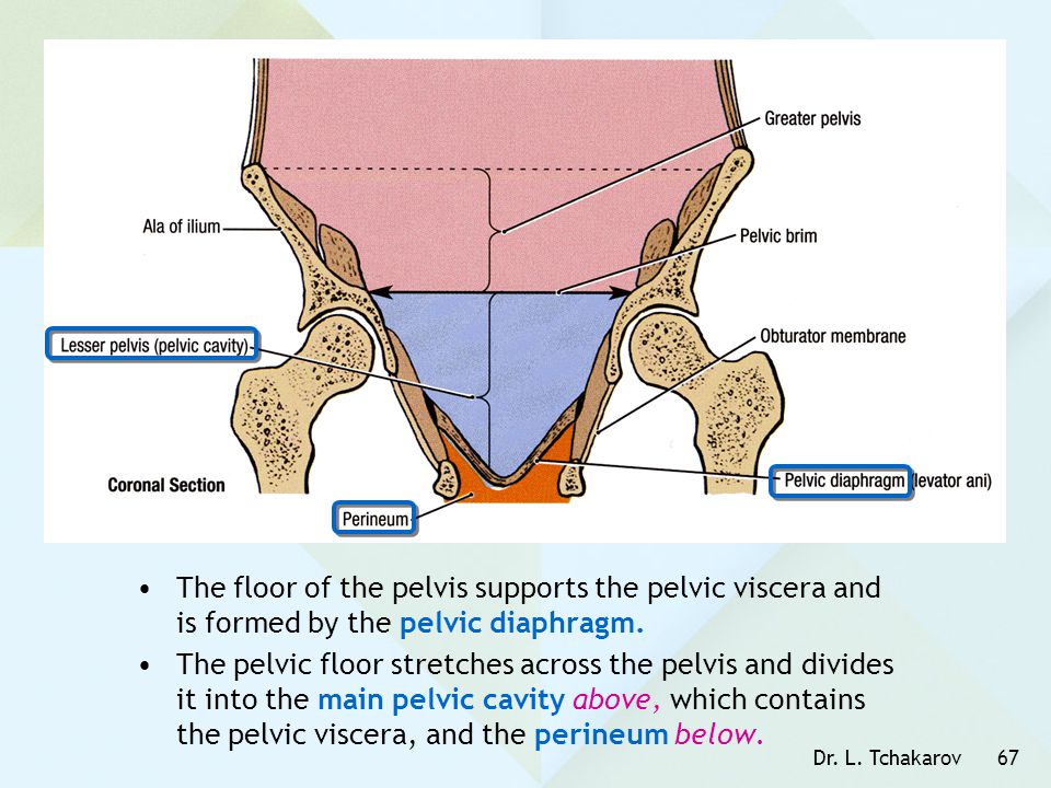 The floor of the pelvis supports the pelvic viscera and is formed by the pelvic diaphragm.