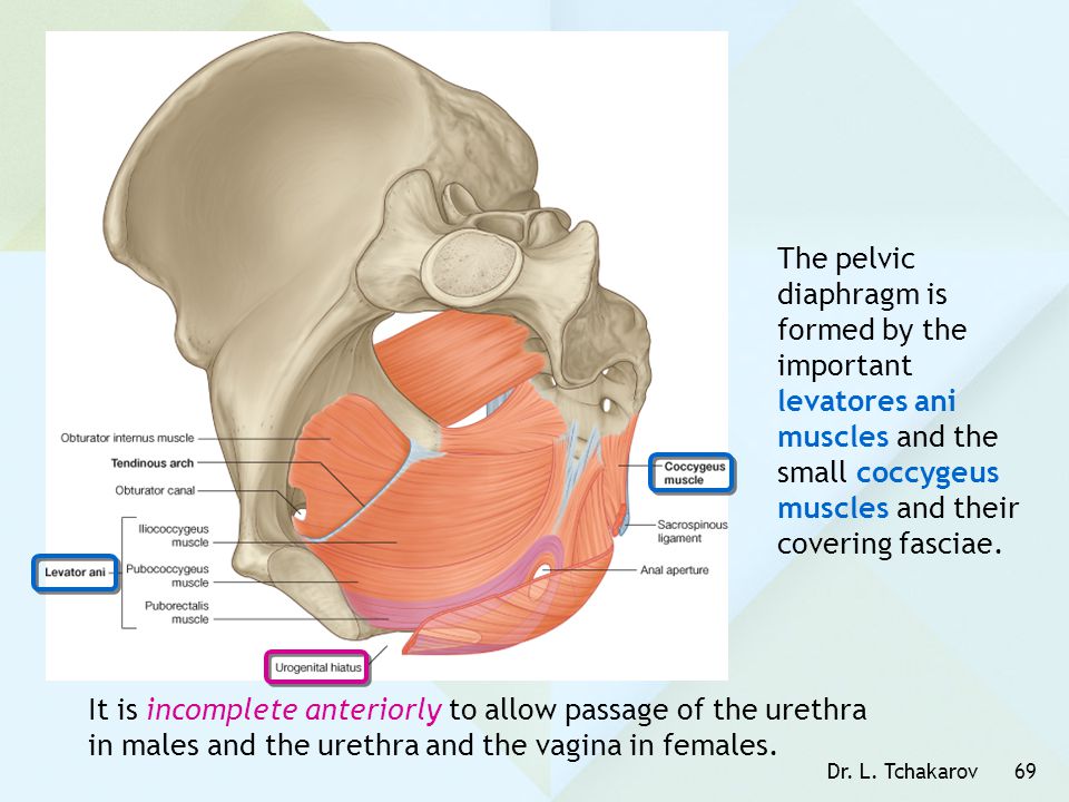 The pelvic diaphragm is formed by the important levatores ani muscles and the small coccygeus muscles and their covering fasciae.