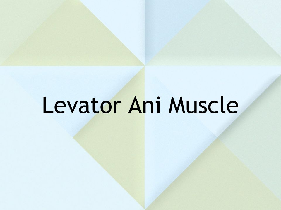 Levator Ani Muscle
